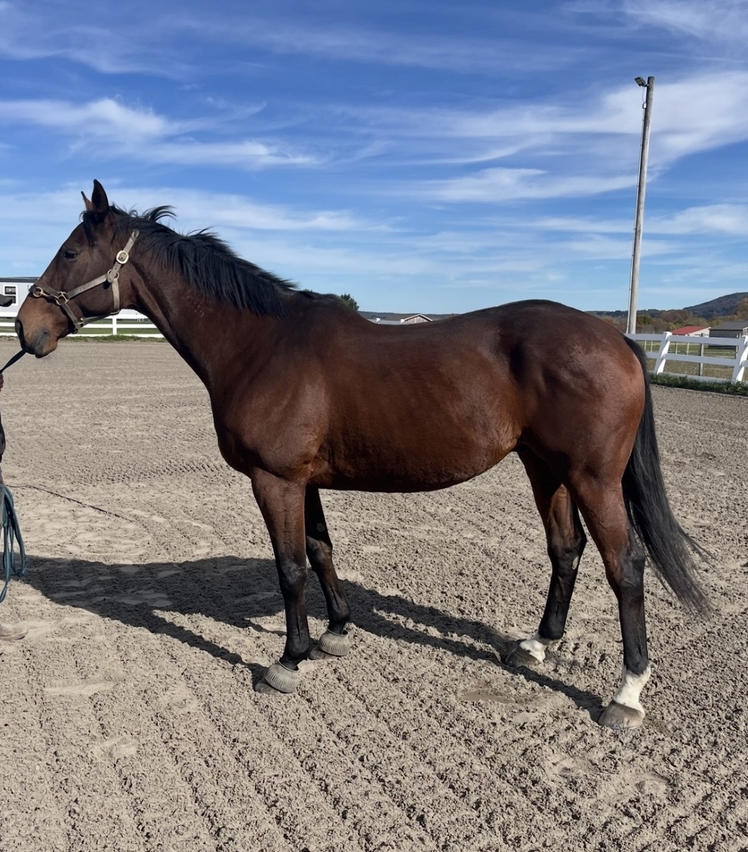 Moon - Horse for sale