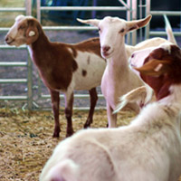 goats in the campus barn