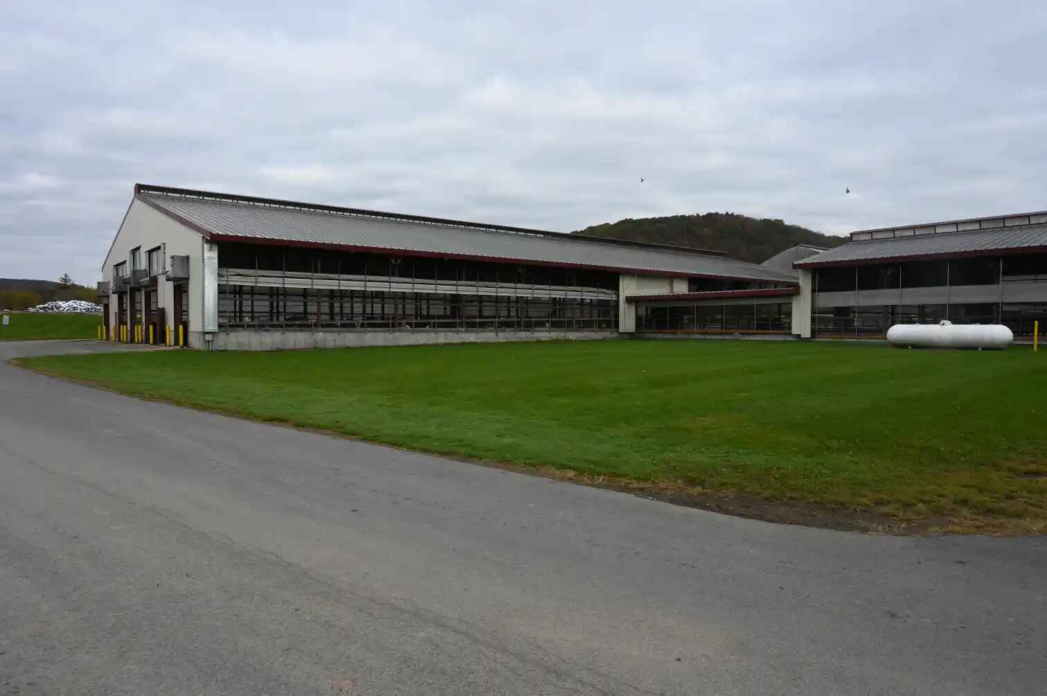 Students working in the dairy complex with cows